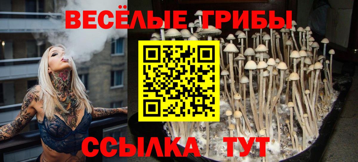 Псилоцибиновые грибы Psilocybe Мурманск